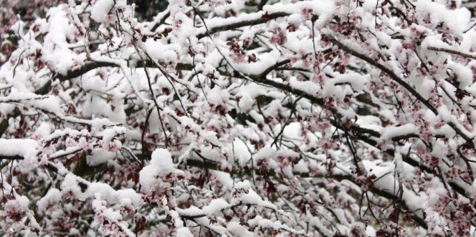 Mars 2016: Il neige au Moulinage